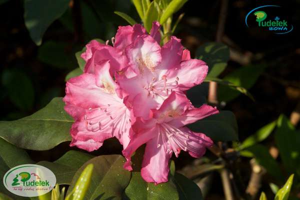 Rhododendron Juniperle